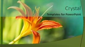  Presentation with flowers - PPT theme featuring close-up-shot background and a seafoam green colored foreground