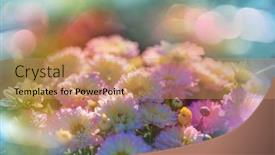  Presentation with flowers - Amazing presentation design having close-up-shot backdrop and a coral colored foreground