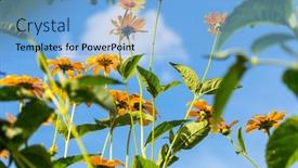  Presentation with flowers - Theme having close-up-shot background and a light blue colored foreground