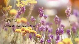  Presentation with flowers - Presentation theme consisting of close-up-shot background and a coral colored foreground