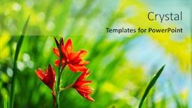  Presentation with beautiful flowers border floral design - Slide set featuring close-up-shot background and a yellow colored foreground