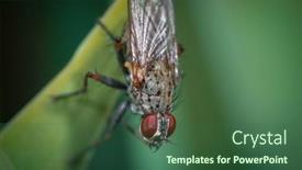  Presentation with fly - PPT theme consisting of close-up-shot background and a ocean colored foreground