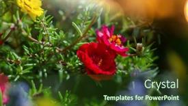  Presentation with beautiful floral border flower design - Cool new PPT layouts with close-up-shot backdrop and a tawny brown colored foreground