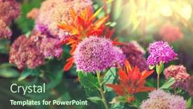  Presentation with flowers - Cool new presentation design with close-up-shot backdrop and a ocean colored foreground