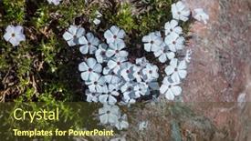  Presentation with flowers - Cool new PPT theme with close-up-shot backdrop and a  colored foreground