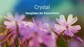  Presentation with flowers - Audience pleasing presentation theme consisting of close-up-shot backdrop and a  colored foreground