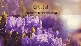  Presentation with floral - Slides consisting of close-up-shot background and a coral colored foreground