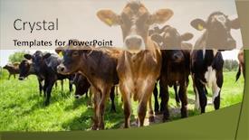  Presentation with curiosity - PPT theme with close-up-shot and a coral colored foreground