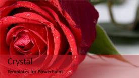  Presentation with bud - Presentation design having long stem - close-up shot of a red background and a crimson colored foreground