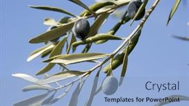  Presentation with olive tree - 