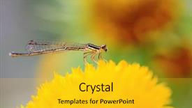  Presentation with chrysanthemum - Beautiful slide deck featuring close-up shot backdrop and a gold colored foreground