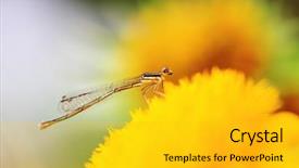  Presentation with chrysanthemum - PPT theme with close-up shot background and a gold colored foreground