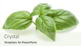  Presentation with sweet basil - Audience pleasing presentation consisting of close up studio shot of fresh green basil herb leaves isolated on white background sweet genovese basil backdrop and a mint green colored foreground