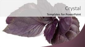  Presentation with herb - Presentation theme enhanced with ocimum basilicum - close up studio shot background and a white colored foreground