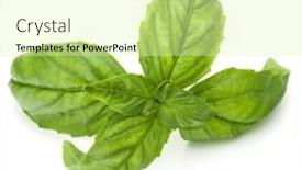  Presentation with sweet basil - Presentation theme consisting of close up studio shot of fresh green basil herb leaves isolated on white background sweet genovese basil background and a blonde colored foreground
