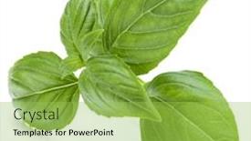  Presentation with sweet basil - Cool new presentation theme with close up studio shot of fresh green basil herb leaves isolated on white background sweet genovese basil backdrop and a yellow colored foreground
