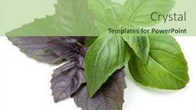  Presentation with sweet basil - PPT theme having close up studio shot of fresh green and red basil herb leaves mix isolated on white background sweet genovese basil and purple dark opal basil background and a mint green colored foreground