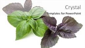  Presentation with sweet basil - Slide set having close up studio shot of fresh green and red basil herb leaves mix isolated on white background sweet genovese basil and purple dark opal basil background and a white colored foreground