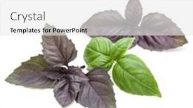  Presentation with sweet basil - Amazing slide deck having close up studio shot of fresh green and red basil herb leaves mix isolated on white background sweet genovese basil and purple dark opal basil backdrop and a white colored foreground