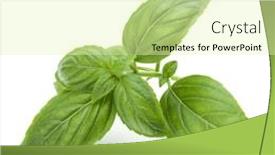  Presentation with sweet basil - PPT theme consisting of ocimum basilicum - close up studio shot background and a soft green colored foreground