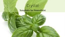  Presentation with sweet basil - PPT theme enhanced with close up studio shot of fresh green basil herb leaves isolated on white background sweet genovese basil background and a yellow colored foreground