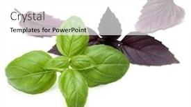  Presentation with sweet basil - Presentation design consisting of close up studio shot of fresh green and red basil herb leaves mix isolated on white background sweet genovese basil and purple dark opal basil background and a white colored foreground
