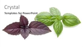  Presentation with sweet basil - Slide deck consisting of ocimum basilicum - close up studio shot background and a white colored foreground