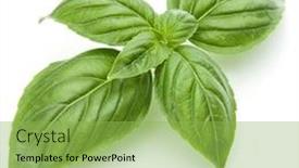 Presentation with sweet basil - Colorful PPT layouts enhanced with close up studio shot of fresh green basil herb leaves isolated on white background sweet genovese basil backdrop and a yellow colored foreground