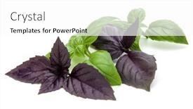  Presentation with sweet basil - Beautiful theme featuring close up studio shot of fresh green and red basil herb leaves mix isolated on white background sweet genovese basil and purple dark opal basil backdrop and a white colored foreground