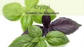  Presentation with sweet basil - Slide deck with close up studio shot of fresh green and red basil herb leaves mix isolated on white background sweet genovese basil and purple dark opal basil background and a blonde colored foreground