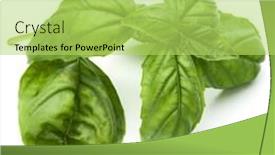  Presentation with sweet basil - Amazing presentation theme having close up studio shot of fresh green basil herb leaves isolated on white background sweet genovese basil backdrop and a yellow colored foreground