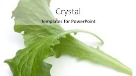  Presentation with green leaf - Audience pleasing theme consisting of close-up-studio-shot backdrop and a white colored foreground