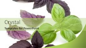  Presentation with sweet basil - 