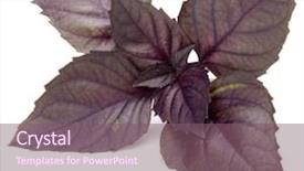  Presentation with herb - Cool new presentation with white background purple dark opal backdrop and a violet colored foreground