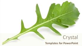  Presentation with green leaves - Colorful PPT theme enhanced with close-up-studio-shot backdrop and a soft green colored foreground