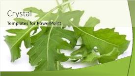  Presentation with green leaves - Audience pleasing PPT theme consisting of close-up-studio-shot backdrop and a soft green colored foreground