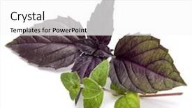  Presentation with oregano - Slides having close-up-studio-shot background and a white colored foreground