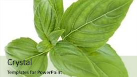 Presentation with sweet basil - Cool new PPT layouts with close up studio shot of fresh green basil herb leaves isolated on white background sweet genovese basil backdrop and a yellow colored foreground