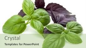  Presentation with sweet basil - 