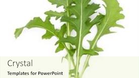  Presentation with green leaves - Slide deck with close-up-studio-shot background and a soft green colored foreground