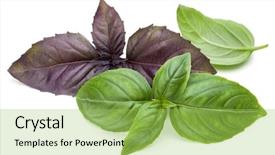  Presentation with sweet basil - Presentation theme featuring close up studio shot of fresh green and red basil herb leaves mix isolated on white background sweet genovese basil and purple dark opal basil background and a yellow colored foreground