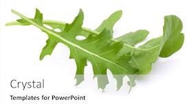  Presentation with green leaves - Cool new presentation design with close-up-studio-shot backdrop and a white colored foreground