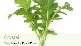  Presentation with green leaves - Presentation having close-up-studio-shot background and a soft green colored foreground