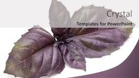  Presentation with herb - Colorful slide deck enhanced with close-up-studio-shot backdrop and a light gray colored foreground