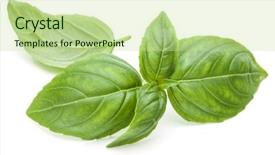  Presentation with sweet basil - Audience pleasing presentation theme consisting of ocimum basilicum - close up studio shot backdrop and a mint green colored foreground