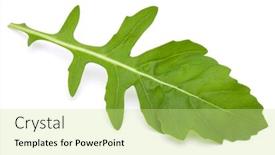  Presentation with rocket - Colorful PPT layouts enhanced with close up studio shot of green fresh rucola leaves isolated on white background rocket salad or arugula backdrop and a soft green colored foreground