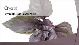  Presentation with herb - 