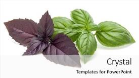  Presentation with sweet basil - Theme having ocimum basilicum - close up studio shot background and a white colored foreground