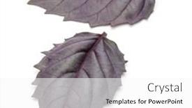  Presentation with herb - 