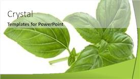  Presentation with sweet basil - Cool new slides with ocimum basilicum - close up studio shot backdrop and a white colored foreground